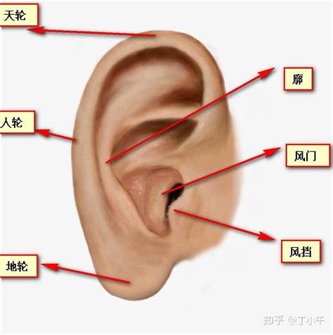 耳形相學|【耳相學】一眼洞見你的命運！耳相學：耳朵形狀5大特徵揭秘性。